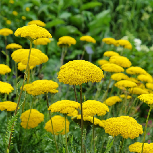 Achillea filipendulina Cloth of Gold - Yarrow Achillea filipendulina Cloth of Gold - Yarrow