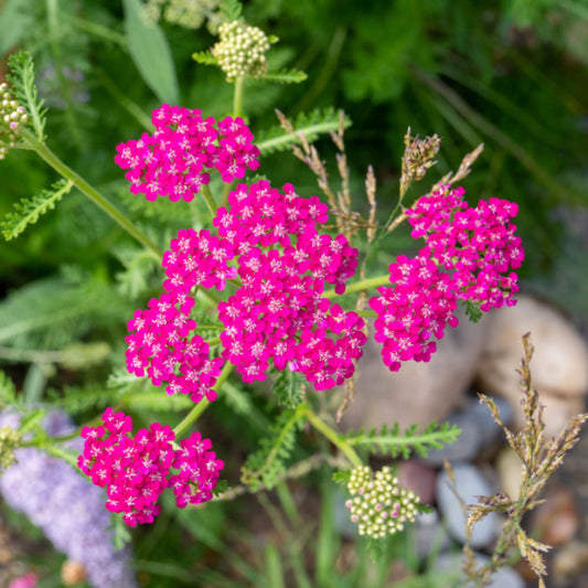 Achillea millefolium Cerise Queen - Yarrow Achillea millefolium Cerise Queen - Yarrow
