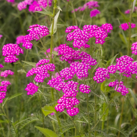 Achillea millefolium Cerise Queen - Yarrow Achillea millefolium Cerise Queen - Yarrow