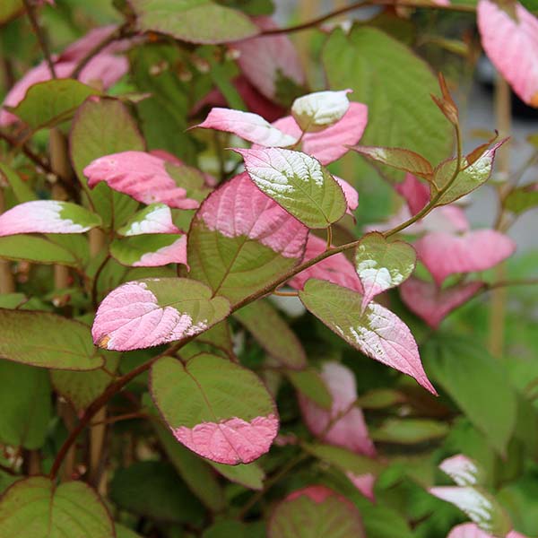 Actinidia kolomikta - Spring Foliage