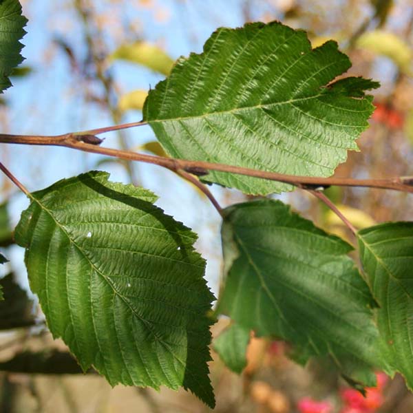 Alnus incana - Foliage