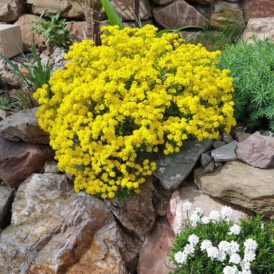 Alyssum saxatile - Gold Dust Alyssum saxatile - Gold Dust