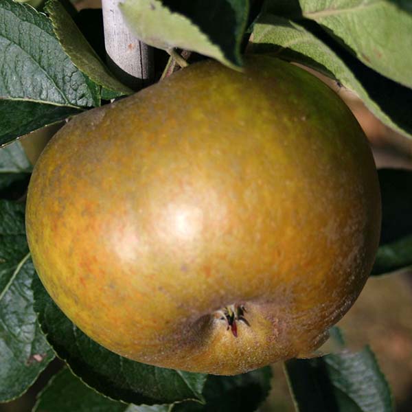 Malus Ashmead's Kernel - Fruit