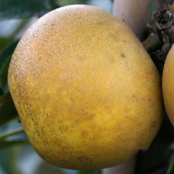 Malus Pitmaston Pineapple - Fruit