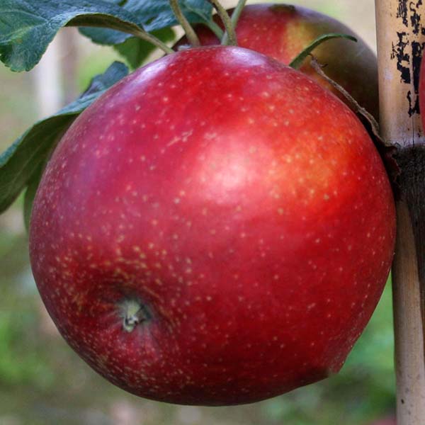 Malus Red Windsor - Fruit