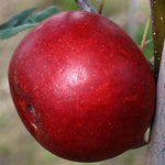 Malus Scrumptious - Fruit
