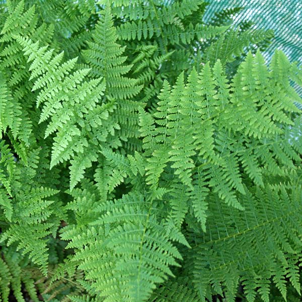 Athyrium filix-femina - Foliage