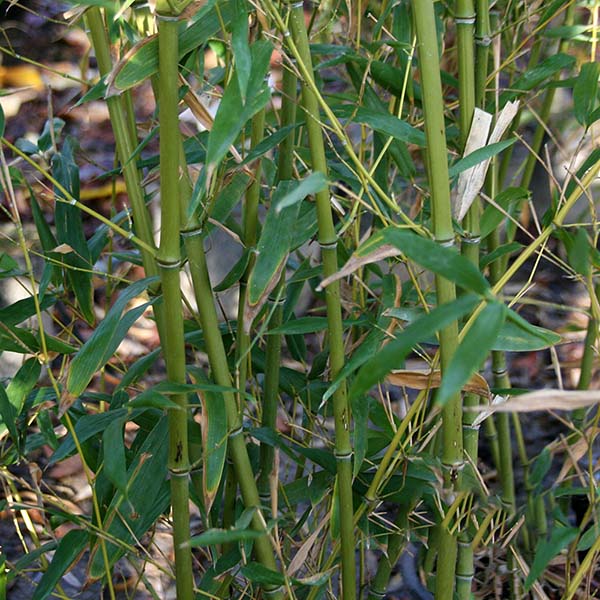 Bamboo bissetii - Stems