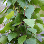 Betula Fastigiata - Foliage