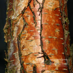 Betula papyrifera - Young Bark