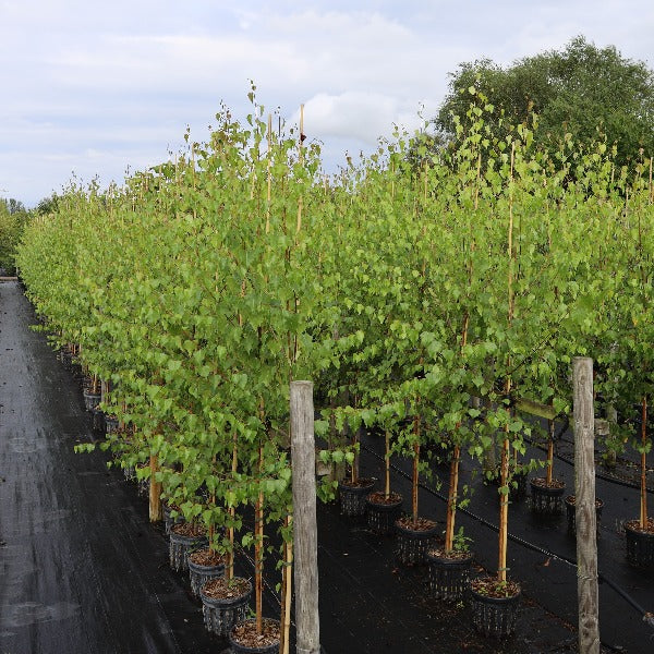 Betula pendula - 5ltr Tree Lines