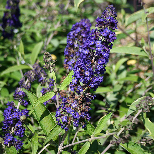 Buddleja Adonis Blue Adokeep - Flower