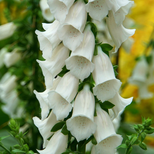 Digitalis Camelot White - Foxglove Digitalis Camelot White - Foxglove