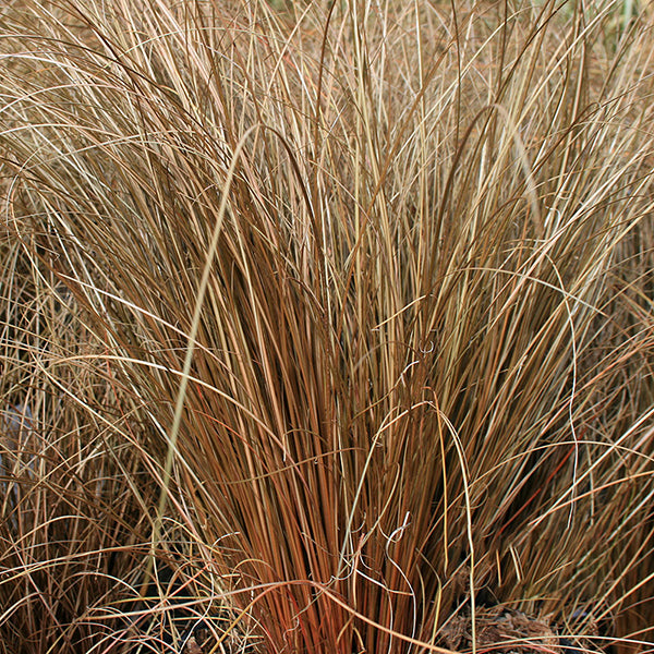 Carex Bronze - Grass