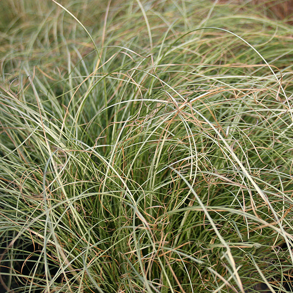 Carex Frosted Curls - Grass