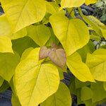 Catalpa Aurea - Foliage