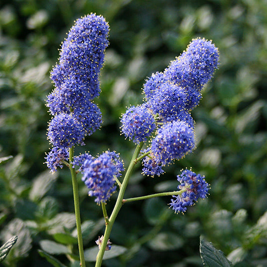 Ceanothus Yankee Point - Californian Lilac Ceanothus Yankee Point - Californian Lilac