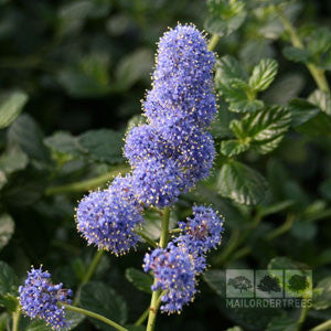 Ceanothus Yankee Point - Flowers