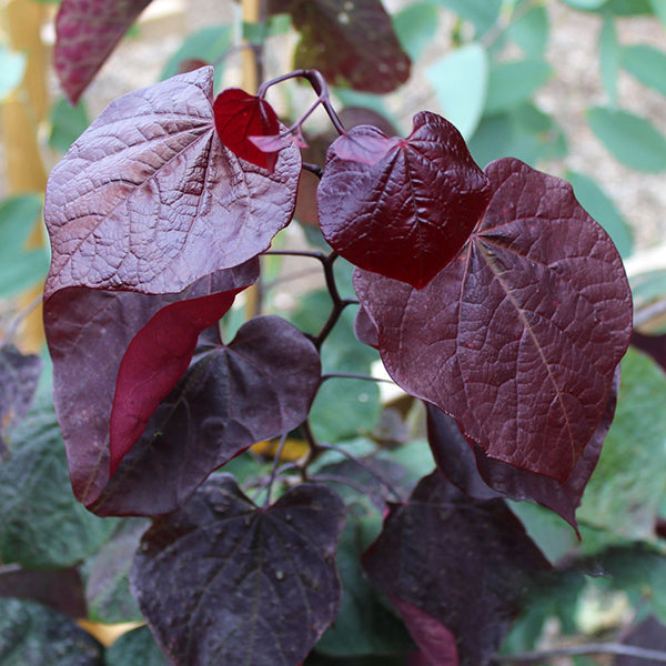 Cercis Forest Pansy - Foliage