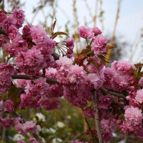 Prunus Kiku-Shidare Zakura - Flowers