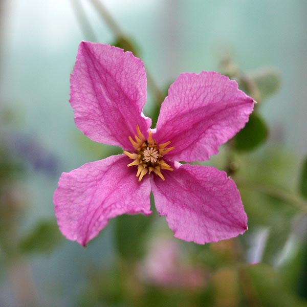 Clematis Henryetta - Flower