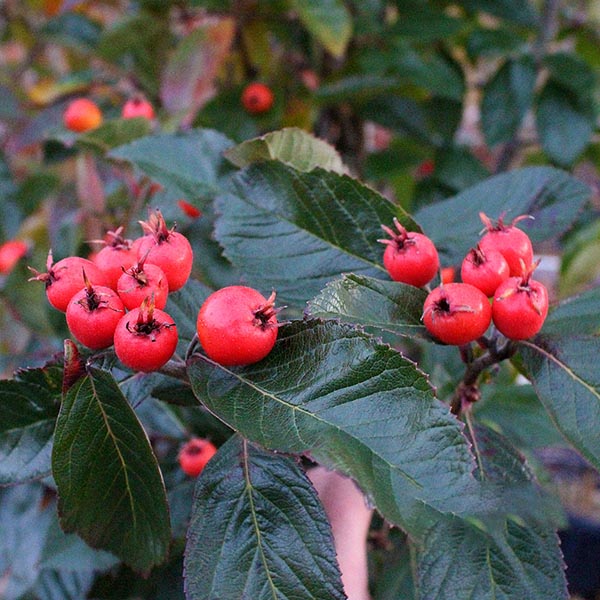 Crataegus lavallei - Berries