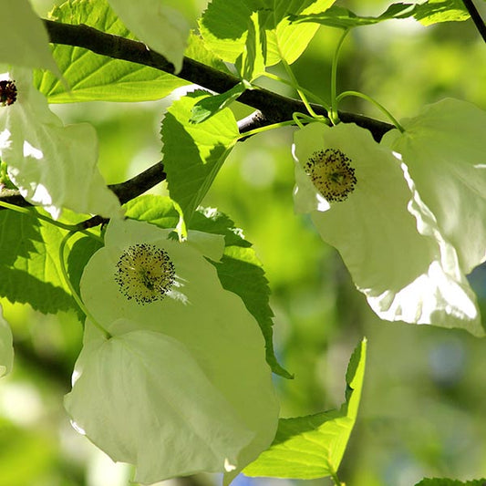 Davidia involucrata - Handkerchief Tree Davidia involucrata - Handkerchief Tree