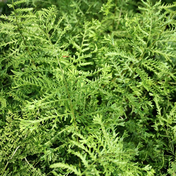 Dryopteris Linearis Polydactyla - Foliage