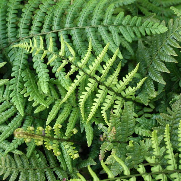 Dryopteris wallichiana - Foliage