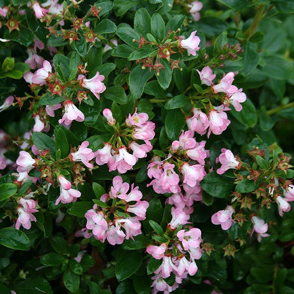Close-up of the Escallonia Apple Blossom, an evergreen shrub with lush green leaves densely clustered with small, apple-blossom pink blooms.