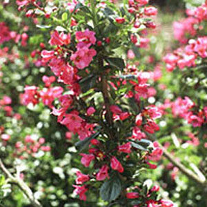 The Escallonia Donard Radiance is showcased with its abundant small, vibrant pinkish-rose flowers and lush green leaves, flourishing in a garden environment.