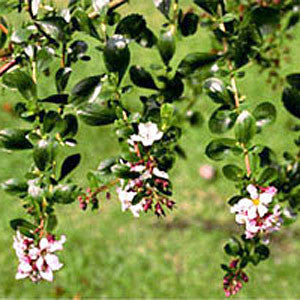 Escallonia Donard Seedlings hanging branches with glossy green leaves and small white flowers gracefully sway against a blurred grassy background, perfect for coastal beautification or as charming hedges.