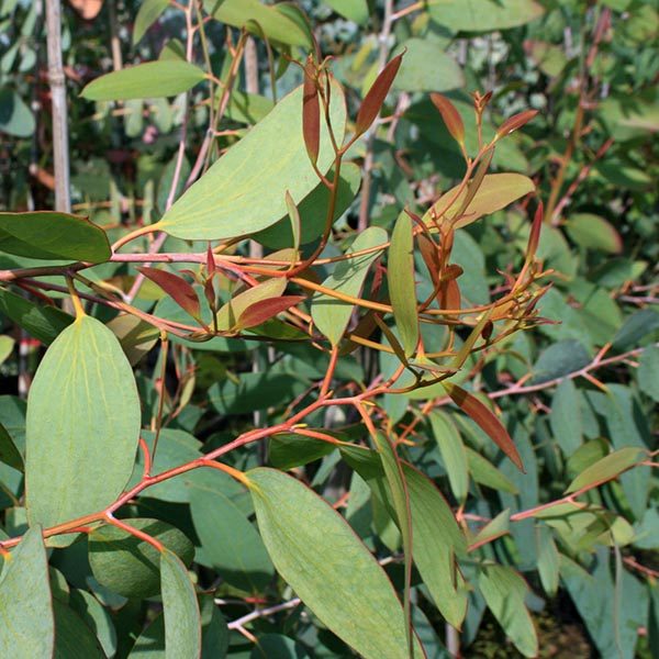 Eucalyptus Niphophila - Foliage
