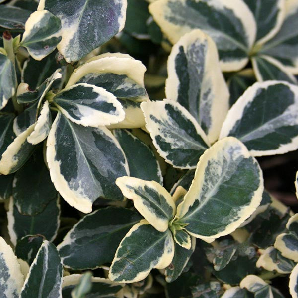 Euonymus Silver Queen - Foliage