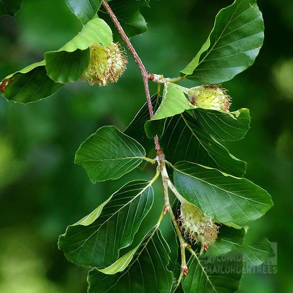 Fagus sylvatica - Foliage
