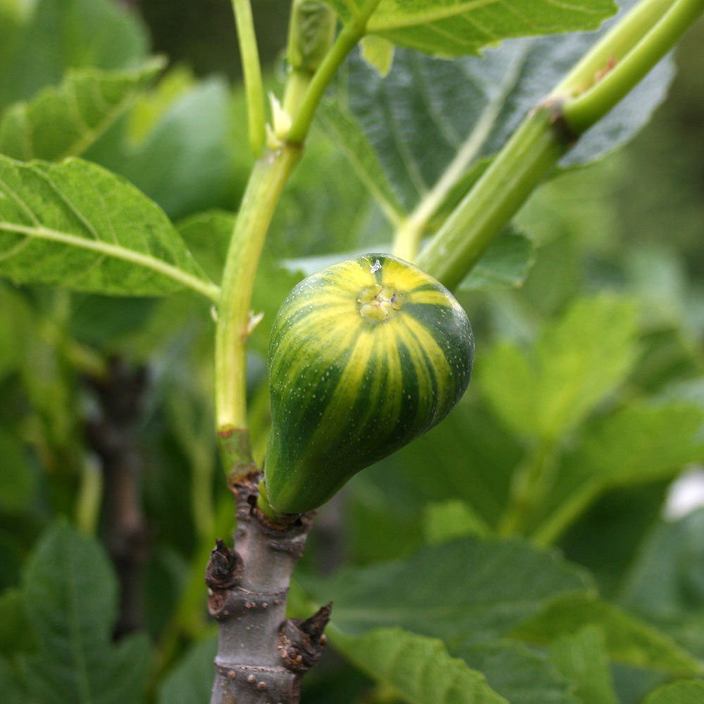 Fig Panache - Fruit