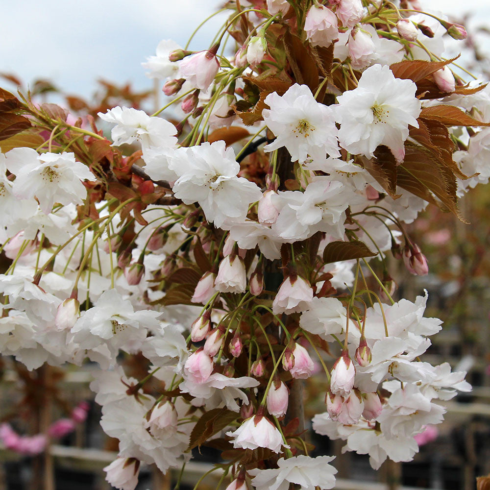 Prunus Fragrant Cloud - Flowers