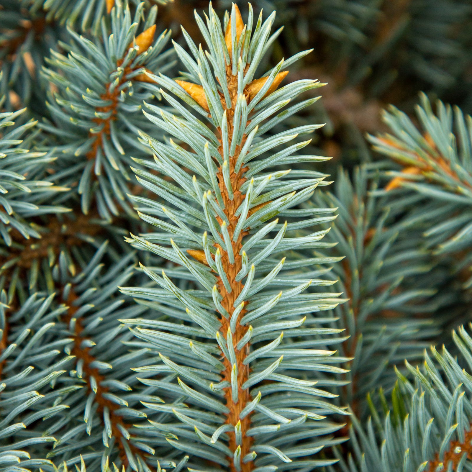 Picea pungens Globosa - Colorado Spruce Thume