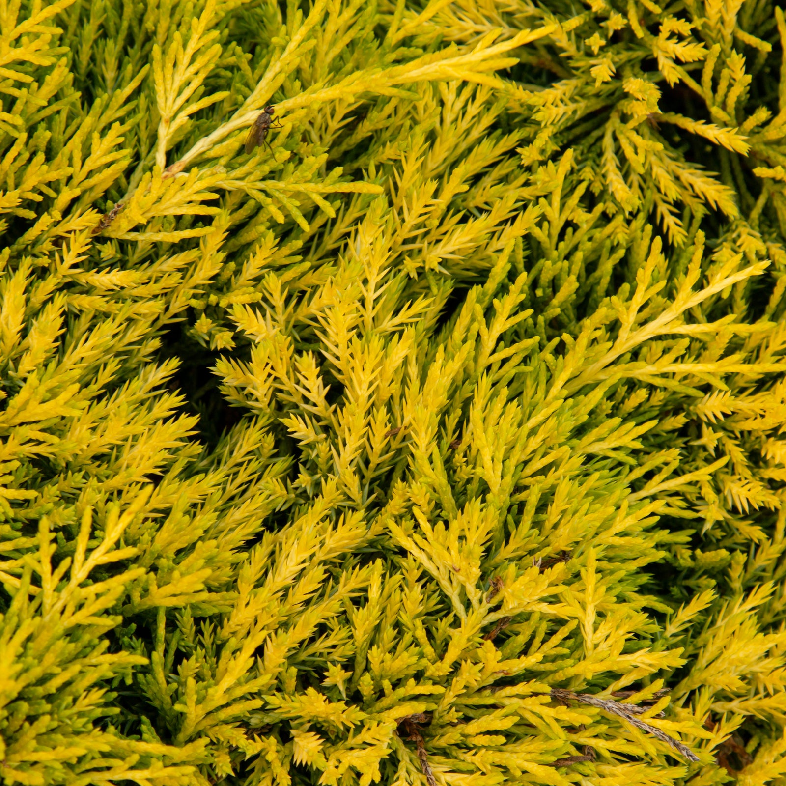 Juniperus x pfitzeriana Golden Joy - Pfitzer Juniper