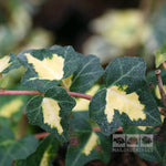 Hedera Goldheart - Foliage