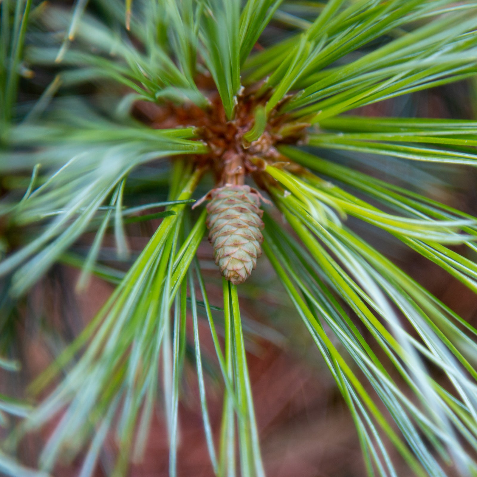Pinus strobus Hordford