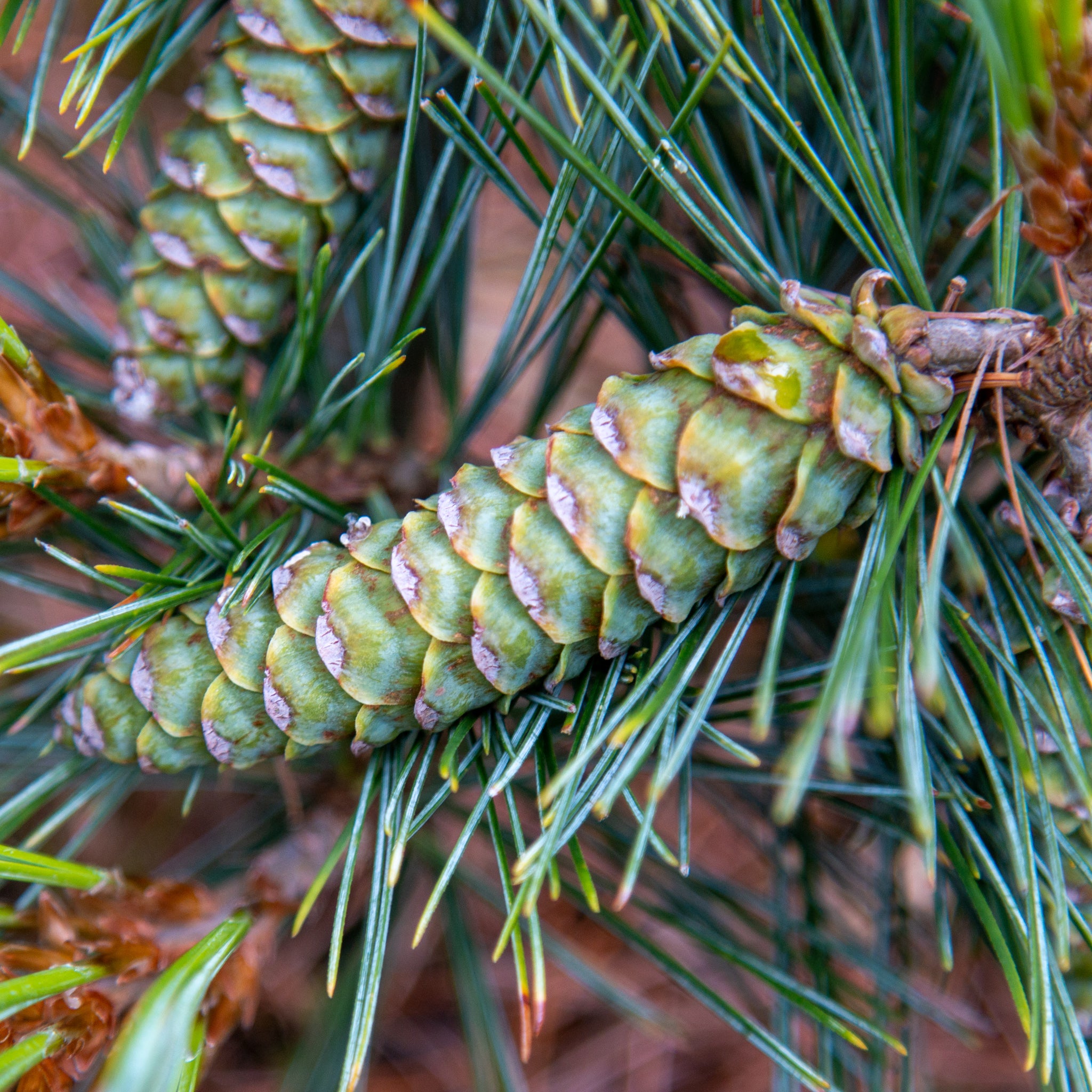Pinus strobus Hordford