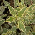 Cornus Sibirica Variegata - Foliage