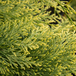 Chamaecyparis lawsoniana Summer Snow - Lawson Cypress