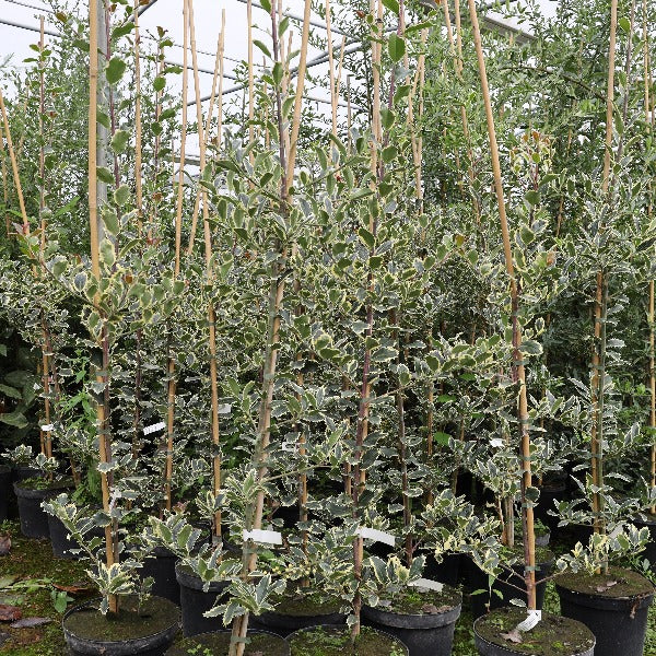 Ilex aquifolium Handsworth New Silver - Trees