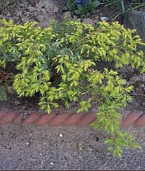 Juniperus Depressa Aurea - Foliage