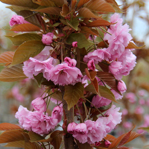 Prunus Kanzan - Flowers