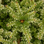 Podocarpus Kilworth Cream - Podocarp