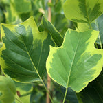 Liriodendron Aureomarginatum - Foliage