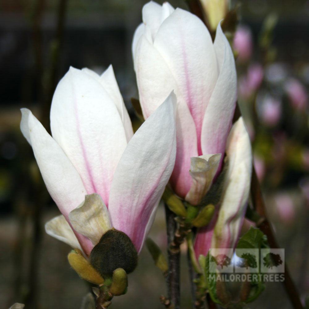Magnolia soulangeana - Flowers